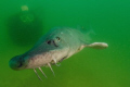   funny sturgeon trying eat my camera  